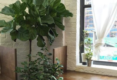 Large indoor fiddle-leaf fig tree beside a wooden bench and white brick wall.