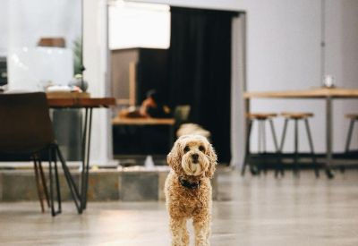 A friendly small dog standing in the bright, polished concrete hallway of the office.