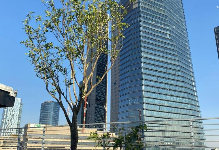 Office accomodations to rent in Mexico City