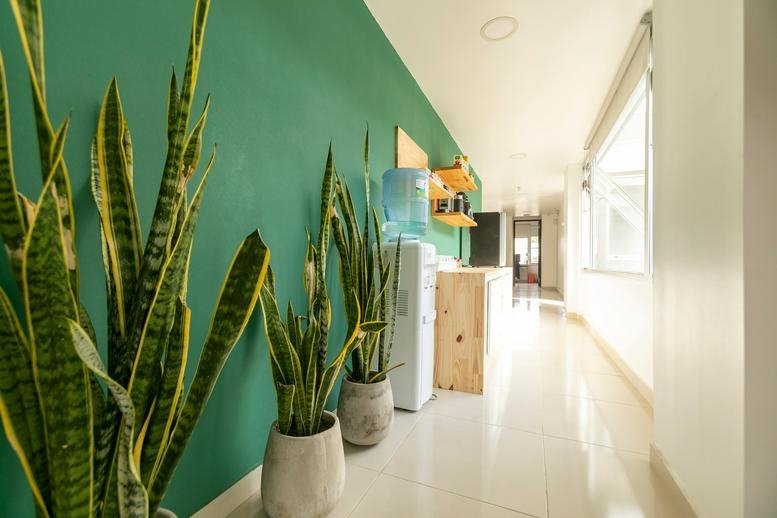 Bright reception hallway at Jason 1371, 2 Piso, Buenos Aires with green feature wall and potted snake plants.