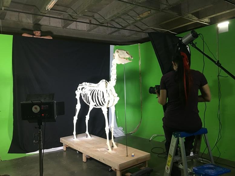 Professional green screen studio with a large animal skeleton prop and lighting equipment.